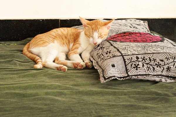 Gato Gengibre Bonito Chão Com Lençol Verde Travesseiro Animal Estimação — Fotografia de Stock