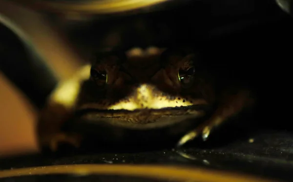 Sapo Ferguson Bufo Fergusonii Pasado Anfibio Schneider Enano Sapo Duttaphrynus — Foto de Stock