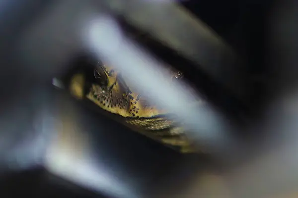 퍼거슨의 두꺼비 Bufo Fergusonii 슈나이더의 두꺼비 Duttaphrynus Melanostictus 양서류를 스리랑카와 — 스톡 사진
