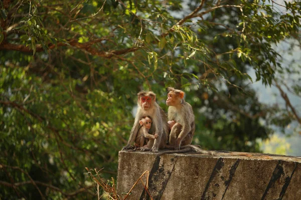 Maymun ailesi. Anne ve çocuk Rhesus Macaque maymunları, Angkor Wat. Yetişkin maymun bebek maymunla ilgileniyor. Anne maymunun portresi küçük bebeğine sarılıyor.