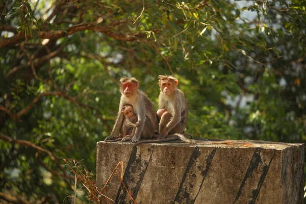 Maymun ailesi. Anne ve çocuk Rhesus Macaque maymunları, Angkor Wat. Yetişkin maymun bebek maymunla ilgileniyor. Anne maymunun portresi küçük bebeğine sarılıyor.