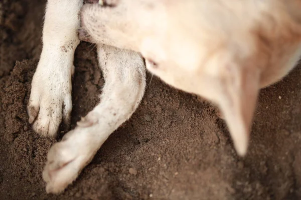 Sevimli kırsal Hintli köpek eşsiz bir gülümsemeyle kameraya bakıyor..
