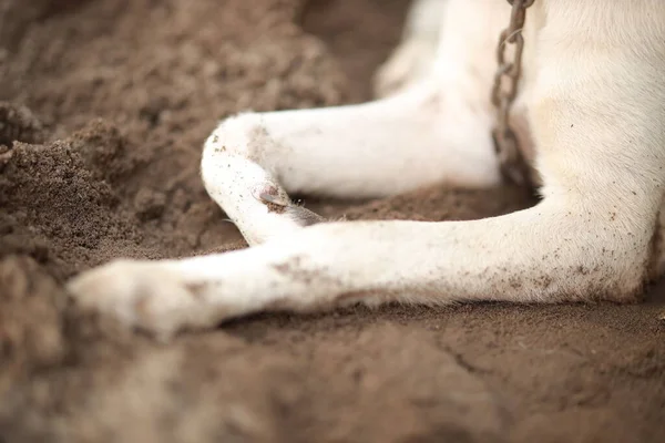 Sevimli kırsal Hintli köpek eşsiz bir gülümsemeyle kameraya bakıyor..