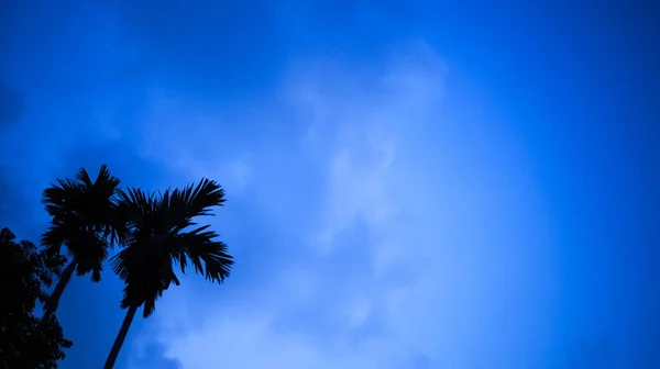 Летняя Природа Летняя Природа Кокосовые Пальмы Голубым Небом Кокосовые Пальмы — стоковое фото