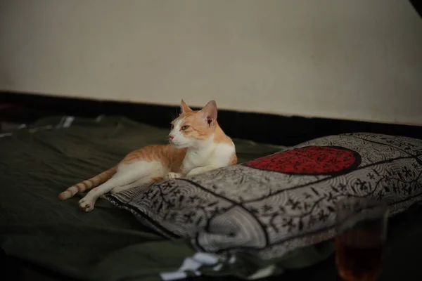 Cute Ginger Cat Cozy Rumah Latar Belakang Dengan Hewan Peliharaan — Stok Foto