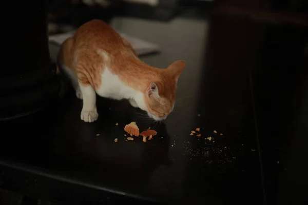 Röd Och Vit Katt Äter Från Ett Golv Rusk Food — Stockfoto