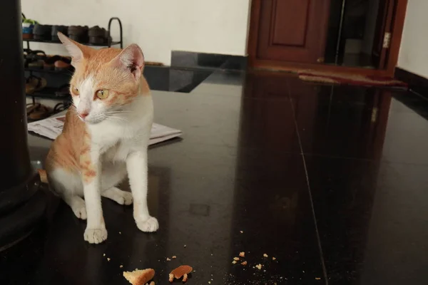 红白相间的猫吃着黑醋栗地板上的食物 可爱的生姜猫 舒适的家背景和有趣的宠物 — 图库照片