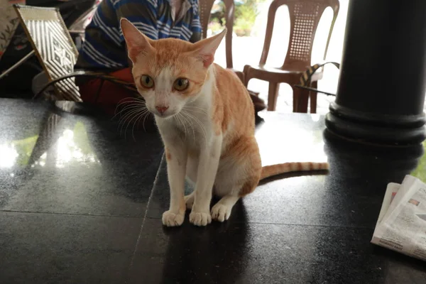 Potret Kucing Merah Dan Putih Terlihat Rumah Domestik Hewan Peliharaan — Stok Foto