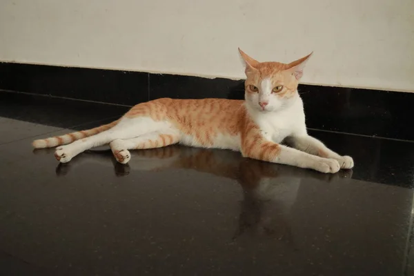 Retrato Gato Rojo Blanco Mira Casa Mascota Doméstica Que Descansa —  Fotos de Stock
