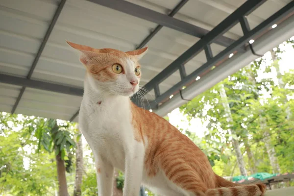 Kucing Ginger Yang Lucu Mobil Kucing Merah Dan Putih Yang — Stok Foto