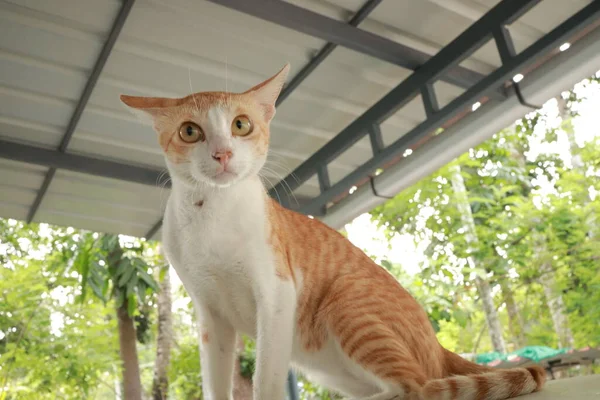 Kucing Ginger Yang Lucu Mobil Kucing Merah Dan Putih Yang — Stok Foto