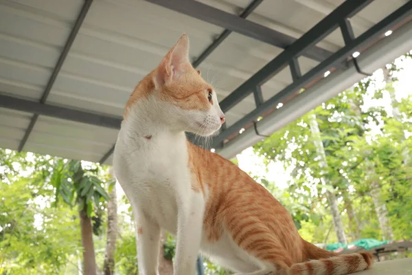 Kucing Ginger Yang Lucu Mobil Kucing Merah Dan Putih Yang — Stok Foto