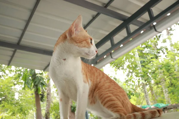 Gato Gengibre Bonito Carro Belo Gato Vermelho Branco Carro — Fotografia de Stock