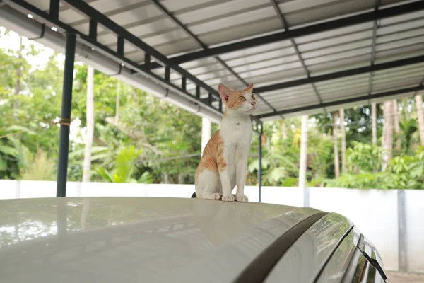 可爱的生姜猫在车上 汽车上漂亮的红白相间的猫 — 图库照片