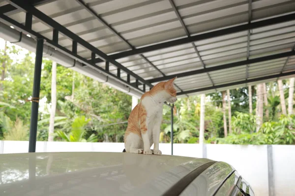 Cute ginger cat on a car. Beautiful Red and white cat on a car.