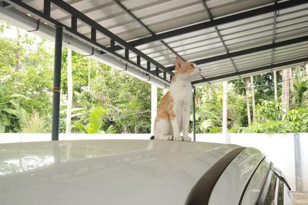 可爱的生姜猫在车上 汽车上漂亮的红白相间的猫 — 图库照片