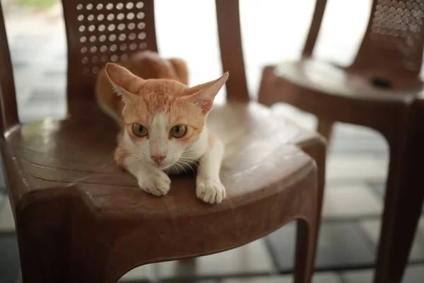 坐在椅子上的红白相间的猫 — 图库照片