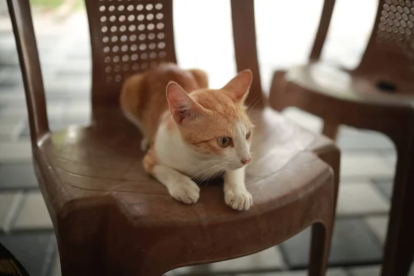 Gato Vermelho Branco Uma Cadeira — Fotografia de Stock