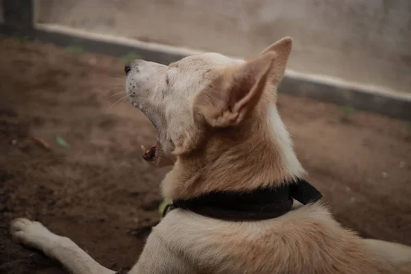 Dog sitting on sand with opened mouth