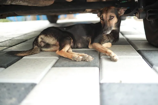 Siyah ve kahverengi bir sokak köpeği arabanın altında dinleniyor..