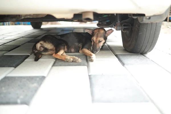 Siyah ve kahverengi bir sokak köpeği arabanın altında dinleniyor..