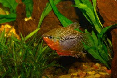 En çok inci gourami olarak bilinen Trichogaster Leeri Osphronemidae ailesine ve Anabantoidei alt sınırına aittir.