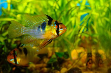 Akvaryum balığı. Mikgeophagus ramirezi, Orinoco Nehri 'ne özgü bir tatlı su balığı türüdür.
