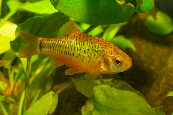 Checker Barb Oliotius Oliolepis Είναι Ένα Είδος Κυπρινιδών Ψαριών Ενδημικών — Φωτογραφία Αρχείου