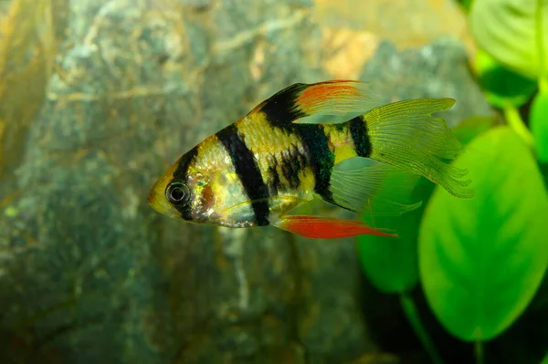 Neue Zuchtform Für Aquarien Die Tigerbarbe Oder Sumatra Barbe Puntigrus — Stockfoto