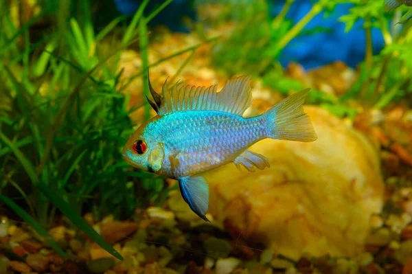 Aquarium Fish Ram Cichlid Mikrogeophagus Ramirezi Species Freshwater Fish Endemic — Stock Photo, Image