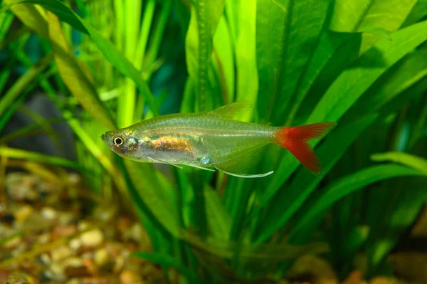 Akvaryum balığı. Cam yüzgeç tetra (Prionobrama filigera), Güney Amerika 'nın Amazon Nehri havzasında yetişen bir Characid balığı türüdür.. 