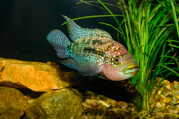 Jack Dempsey Rocio Octofasciata Egy Sügér Faj Amely Széles Körben — Stock Fotó