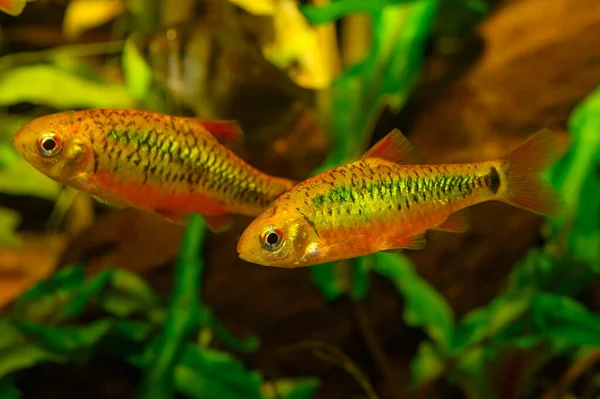 Checker Barb Oliotius Oligolepis Species Cyprinid Fish Endemic Creeks Rivers — Stock Photo, Image