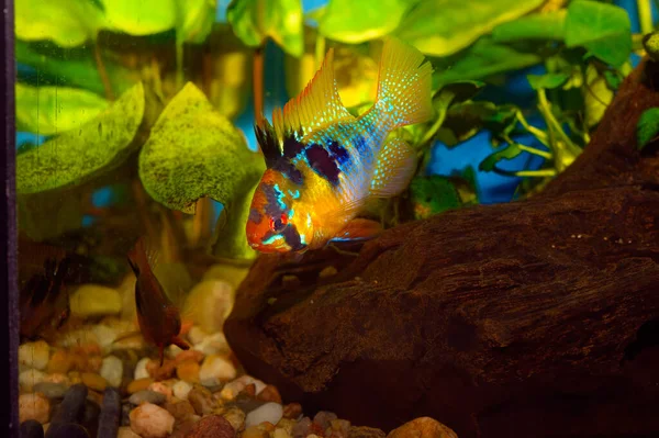 Aquarium Fish Ram Cichlid Mikrogeophagus Ramirezi Species Freshwater Fish Endemic — Stock Photo, Image