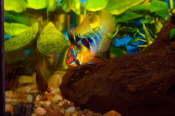 Ikan Akuarium Domba Cichlid Mikrogeophagus Ramirezi Adalah Spesies Ikan Air — Stok Foto