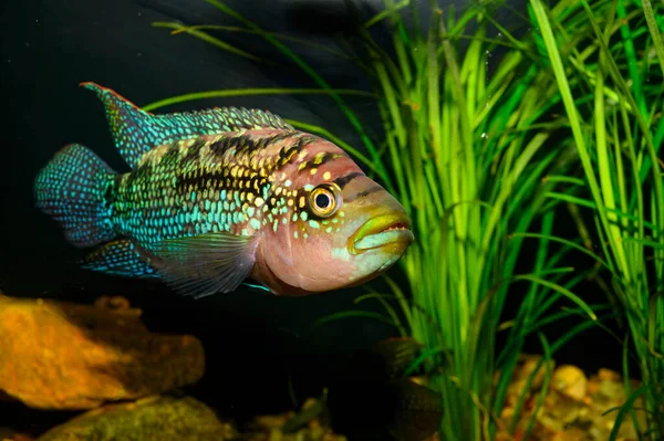 Rocio Octofasciata Uma Espécie Peixe Actinopterígeo Família Cichlidae — Fotografia de Stock