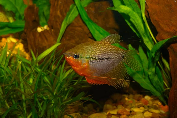 Trichogaster Leeri Which Most Known Pearl Gourami Belongs Osphronemidae Family — Stock Photo, Image