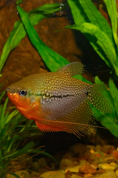 Trichogaster Leeri Który Jest Najbardziej Znany Jako Perła Gourami Należy — Zdjęcie stockowe