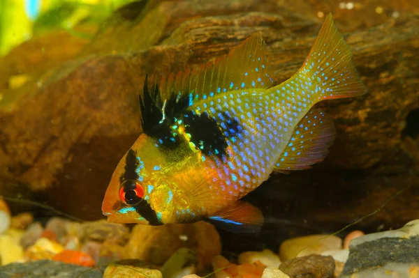 Peixe Aquário Mikrogeophagus Ramirezi Uma Espécie Peixe Actinopterígeo Família Cichlidae — Fotografia de Stock