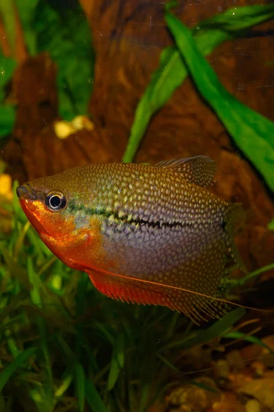 Trichogaster Leeri Que Más Conocido Como Gourami Perla Pertenece Familia —  Fotos de Stock