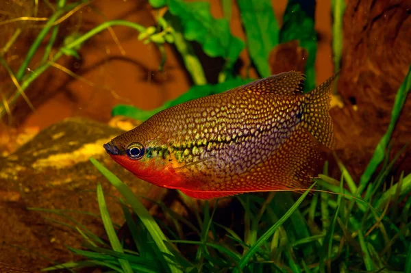 Trichogaster Leeri Que Más Conocido Como Gourami Perla Pertenece Familia —  Fotos de Stock