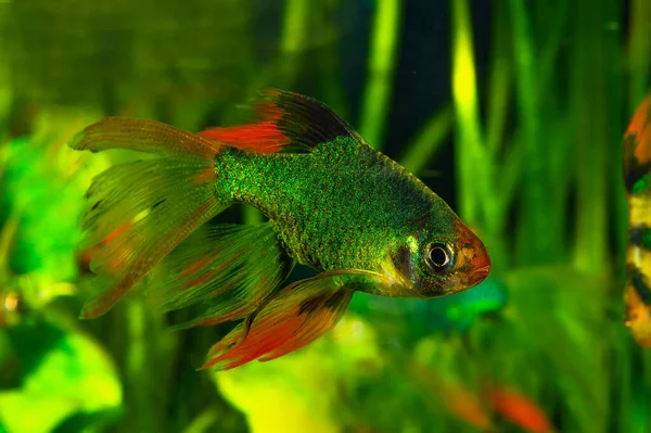 New Breeding Form Aquariumthe Tiger Barb Sumatra Barb Puntigrus Tetrazona — Stock Photo, Image