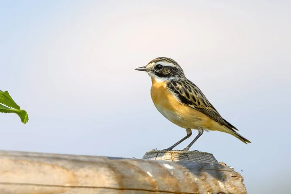 Whinchat (Saxicola rubetra), Avrupa ve batı Asya 'da göç eden küçük bir kuş türüdür..