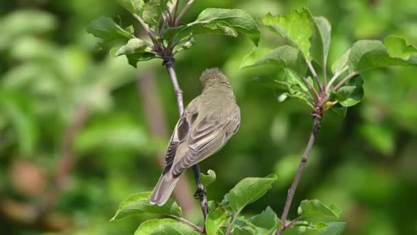 Πουλί Που Τραγουδάει Icterine Warbler Bird Hippolais Icterina Είναι Ένας — Αρχείο Βίντεο