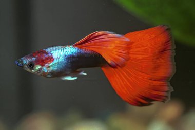 Guppy üreme biçimi süslü guppy. guppy (Poecilia reticulata), ayrıca milyonbalığı ve gökkuşağı balığı olarak da bilinir..