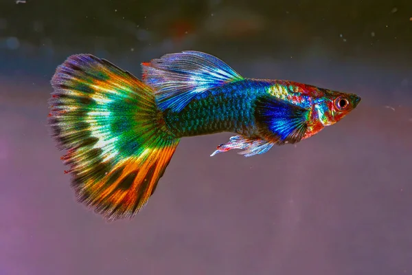 Guppy üreme biçimi süslü guppy. guppy (Poecilia reticulata), ayrıca milyonbalığı ve gökkuşağı balığı olarak da bilinir..