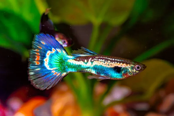 Guppy Crianza Forma Guppy Fantasía Guppy Poecilia Reticulata También Conocido —  Fotos de Stock