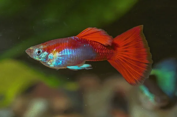 Guppy Üreme Biçimi Süslü Guppy Guppy Poecilia Reticulata Ayrıca Milyonbalığı — Stok fotoğraf