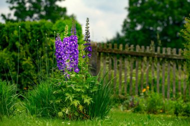 Bahçe çiçeği. Consolida ajacis (syn. Consolida ambigua, Delphinium ajacis, Delphinium ambiguum, kuşkulu şövalye mahmuzu, roket larkspur), Ranunculaceae familyasının Avrasya 'ya özgü yıllık çiçek açan bitkisidir..