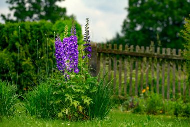 Garden flower. Consolida ajacis (syn. Consolida ambigua, Delphinium ajacis, Delphinium ambiguum, doubtful knight's spur, rocket larkspur) is an annual flowering plant of the family Ranunculaceae native to Eurasia. clipart